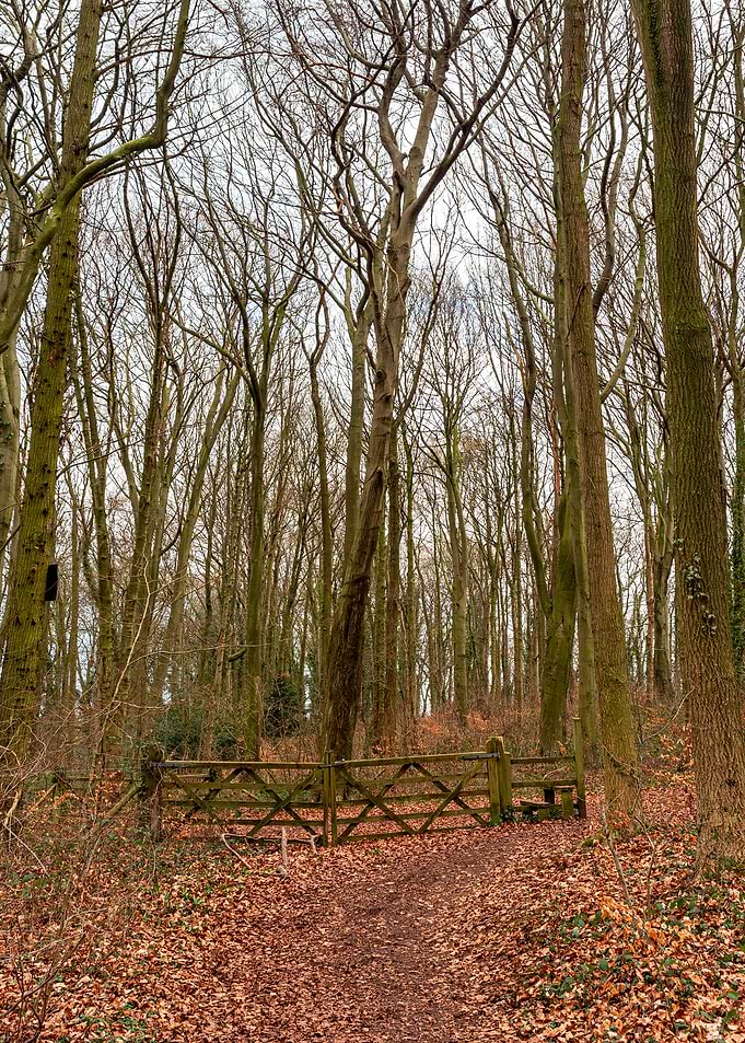 Forest Path with Wooden Gate