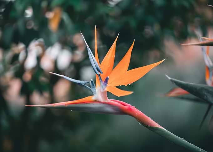 Bird of Paradise Flower with Water Droplets