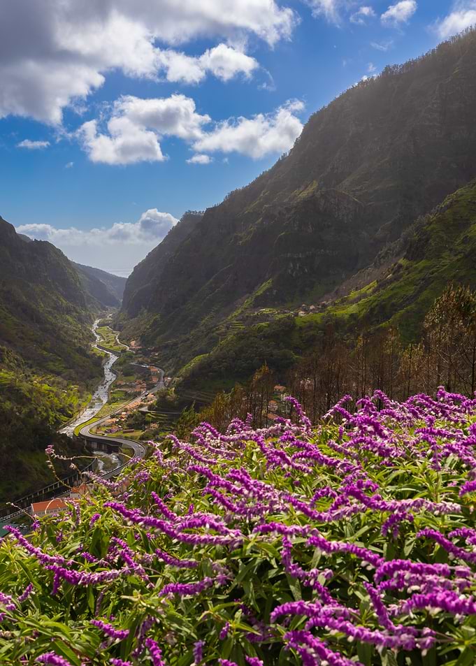 Valley with Purple Flowers and River, Madeira