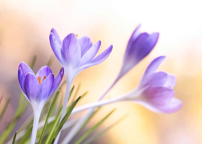 Purple Crocus Flowers in Soft Light