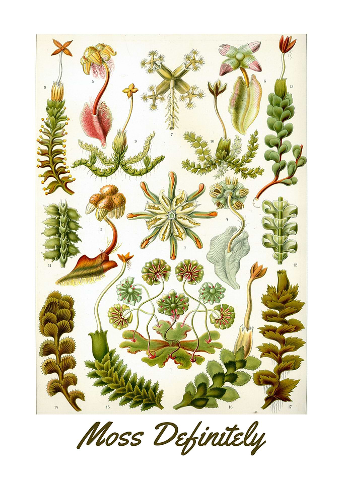 Vintage Moss Illustrations
