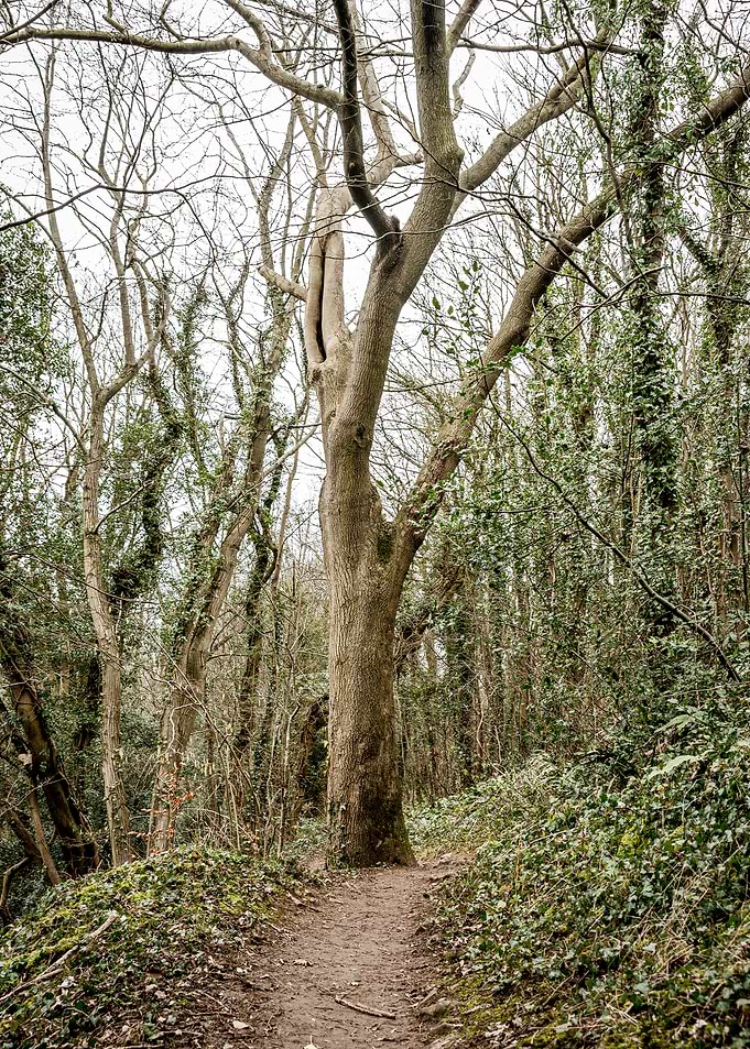 Forest Path with Large Tree