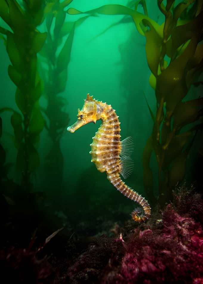 Seahorse in Kelp Forest