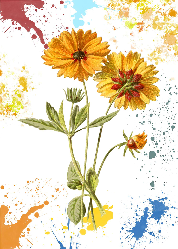 Vintage Floral Illustration with Paint Splatters