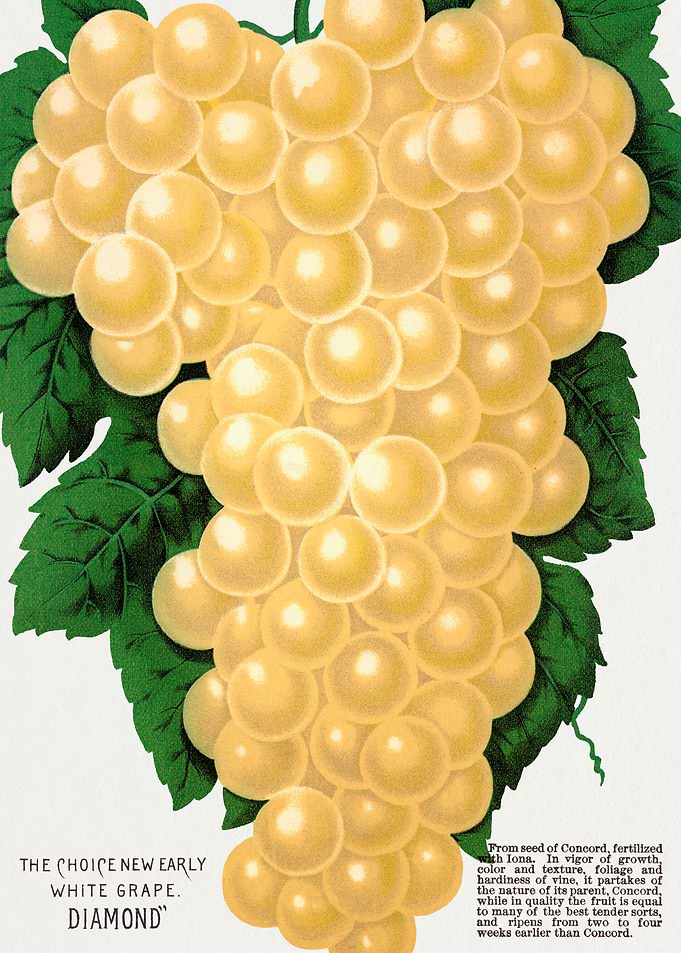 Vintage Diamond White Grape Poster