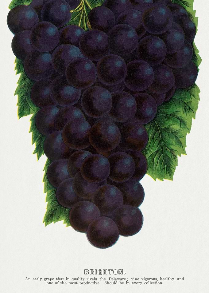 Vintage Brighton Grape Illustration