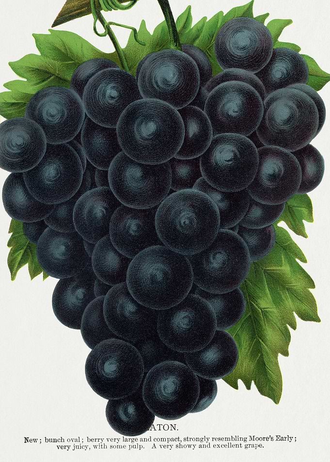 Vintage Grape Illustration