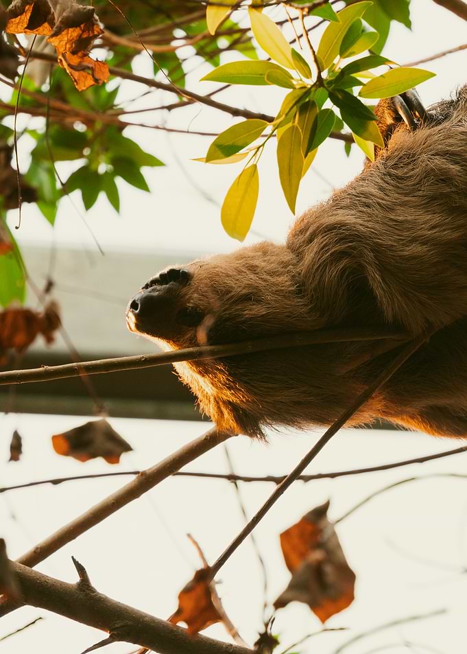 Sloth sleeping on branches
