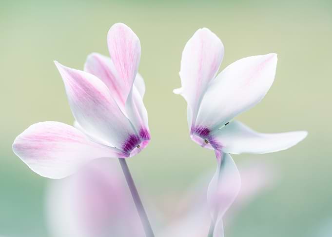 Delicate Pink and White Cyclamen Flowers