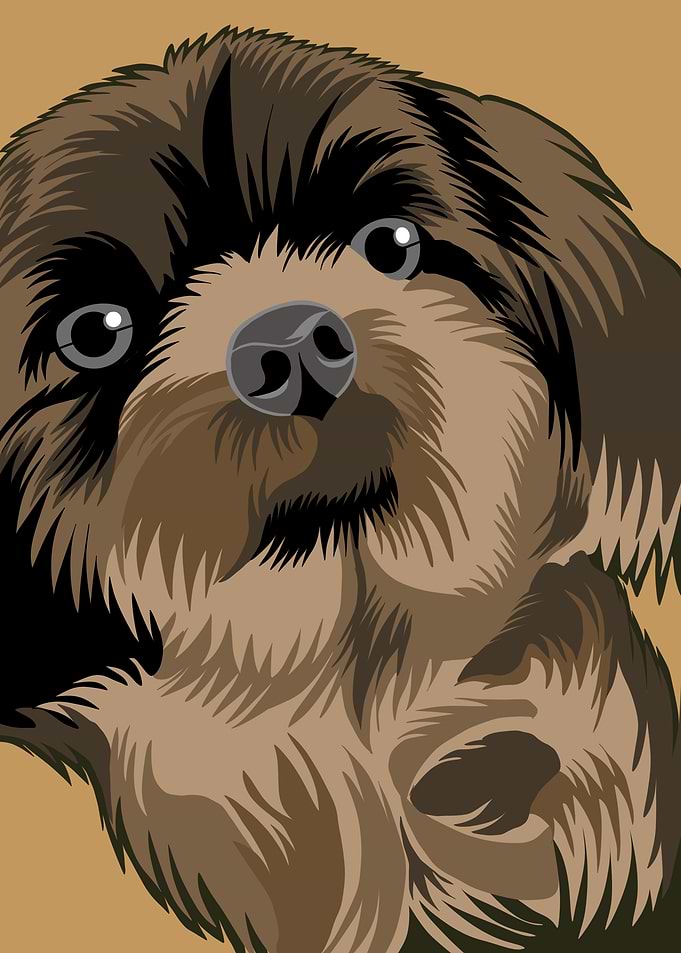 Shih Tzu Dog