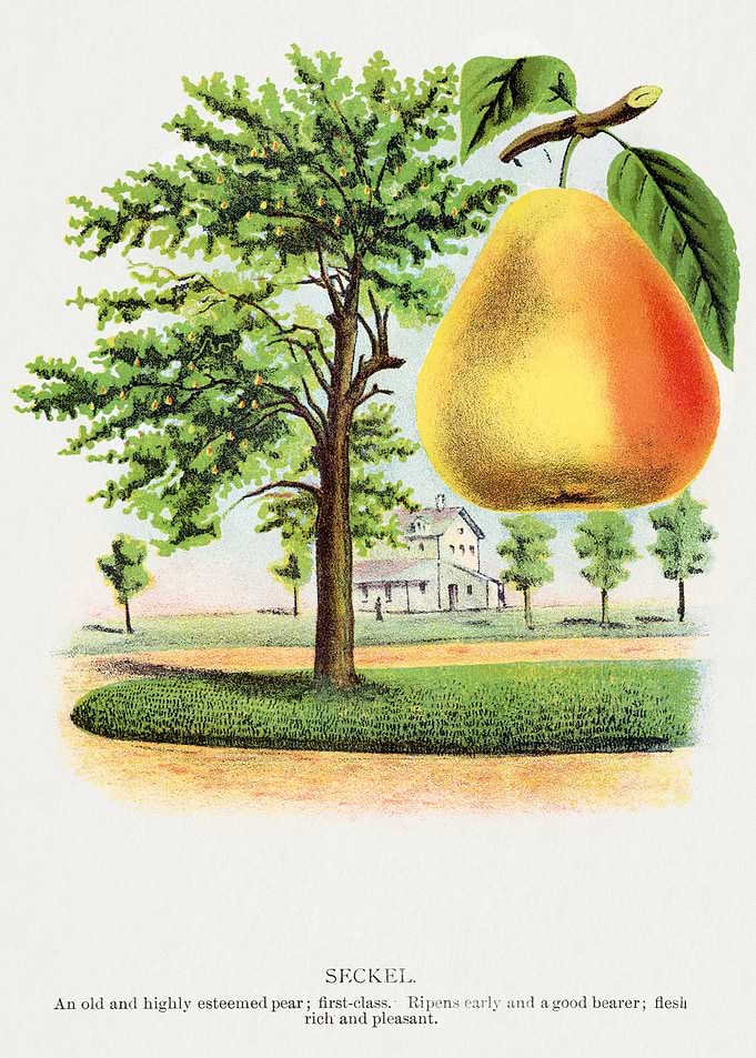 Seckel Pear Tree and Fruit