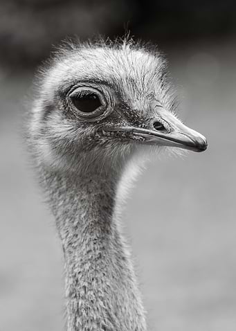 Portrait of an Ostrich BW