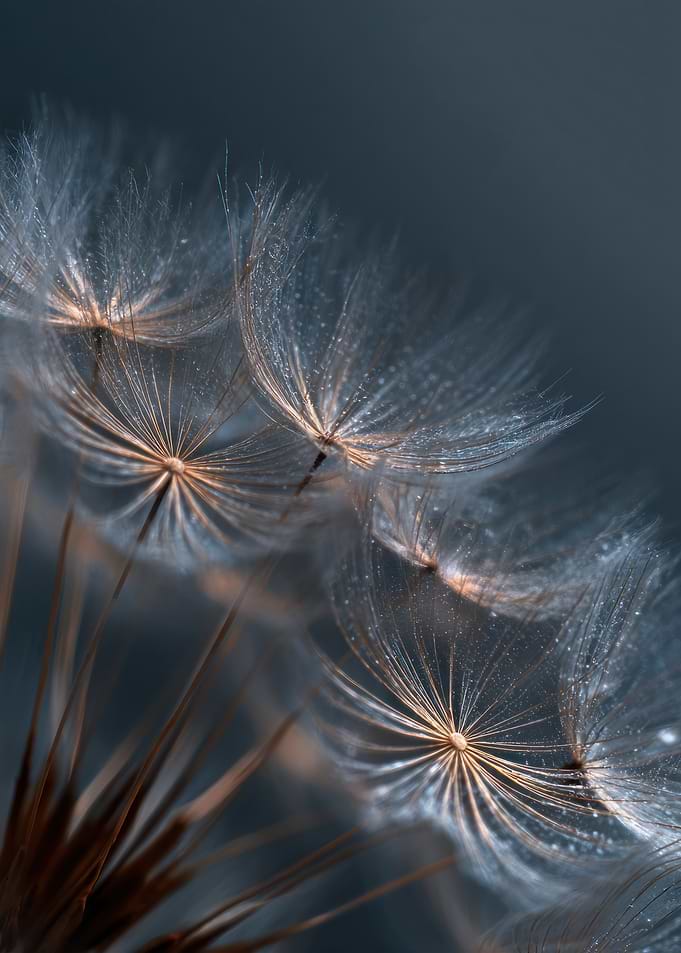 Macro Dandelion Seeds
