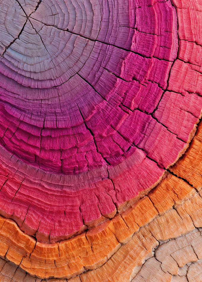 Lesbian Vibrant Wood Rings Abstract Nature