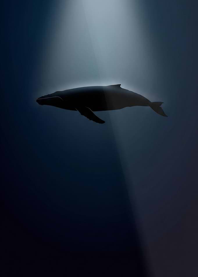 Humpback whale in deep blue ocean