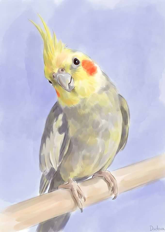 Watercolor Cockatiel