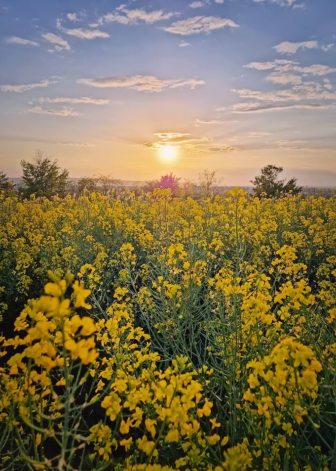 Sunset over a field of yellow flowers