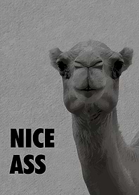 Camel with 'Nice Ass' text