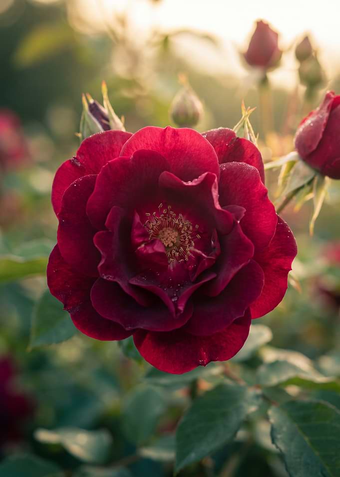 Deep Red Rose with Water Droplets