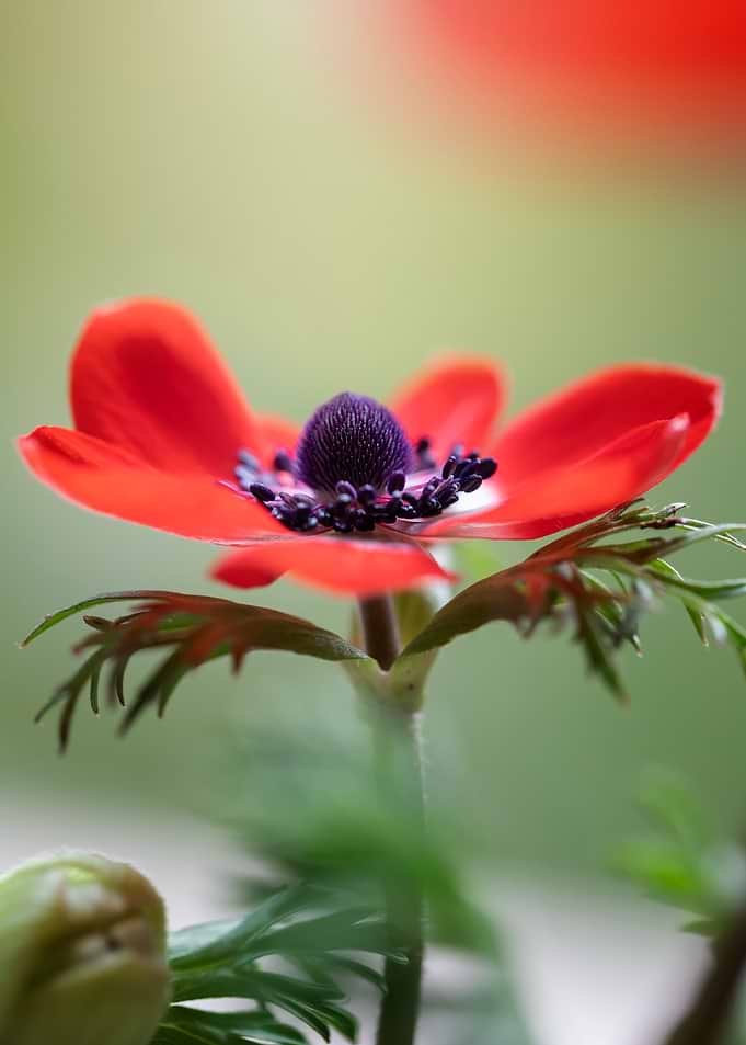 Red Anemone Flower Macro