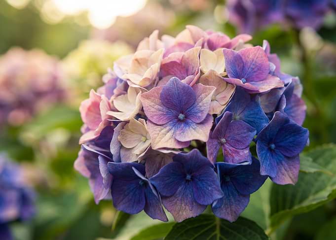 Close-up of a colorful hydrangea flower