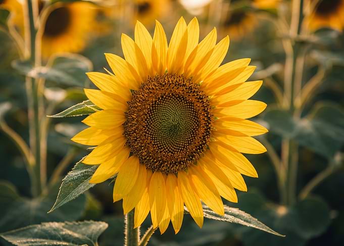 Close-up of a Sunflower in a Field