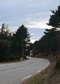 Winding Road Through Pine Forest