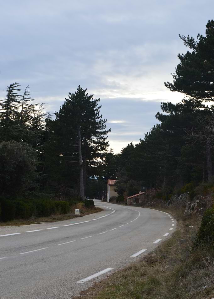 Winding Road Through Pine Forest
