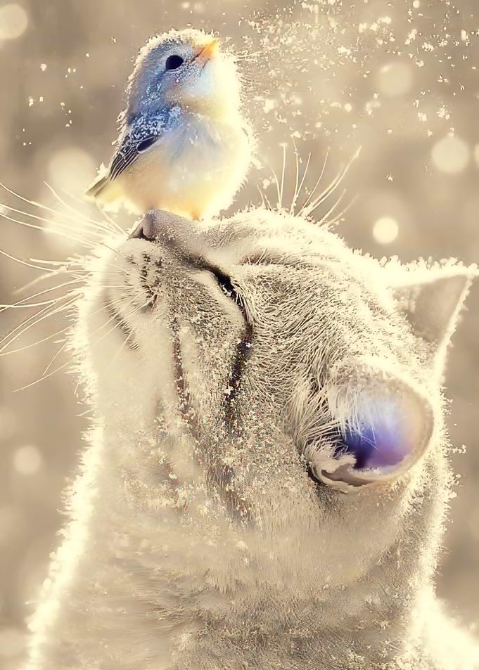 Bird on a Snowy Cat