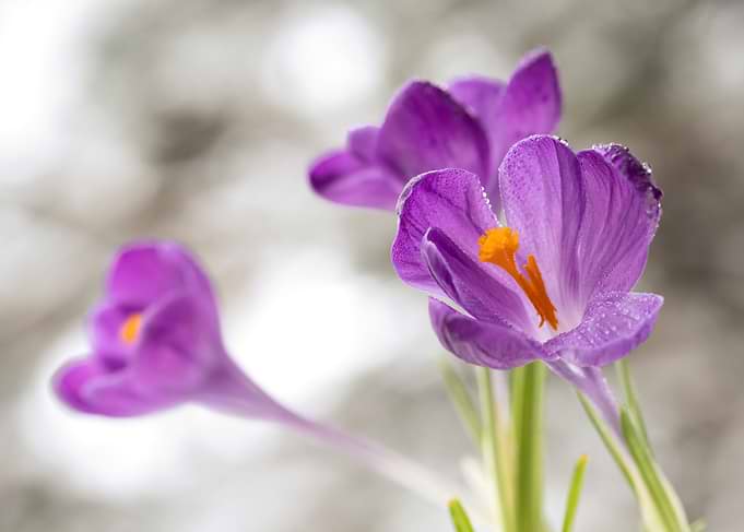 Purple Crocus Flowers with Dew Drops