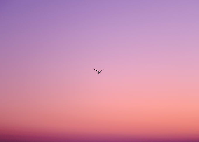 Bird flying at sunset