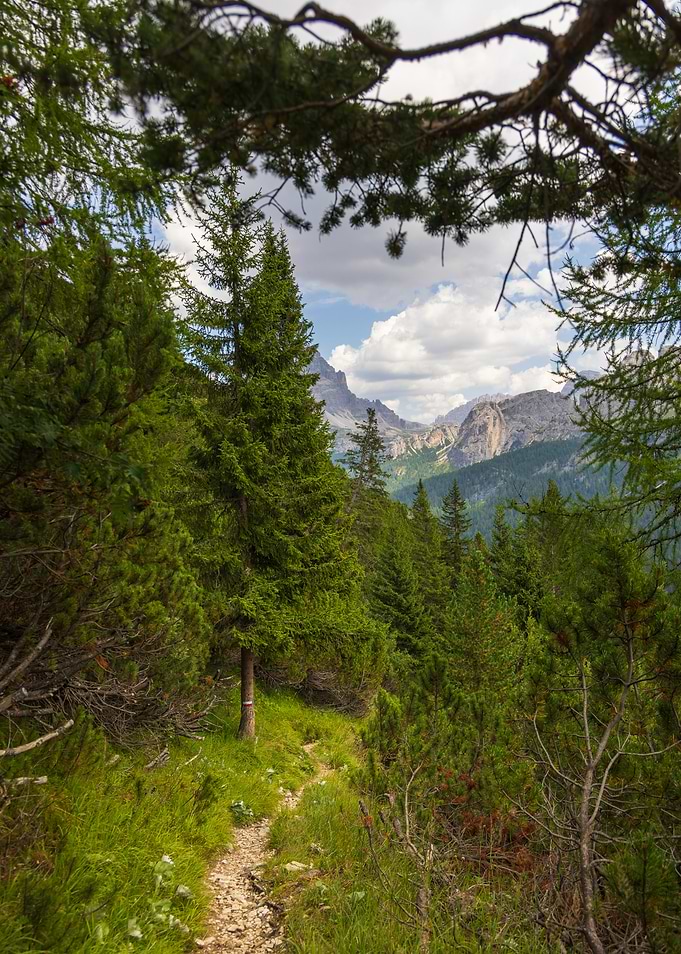 Mountain Trail Through Pine Forest - Val Popena