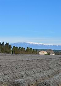 Lavender Field with Snow-Capped Mountains