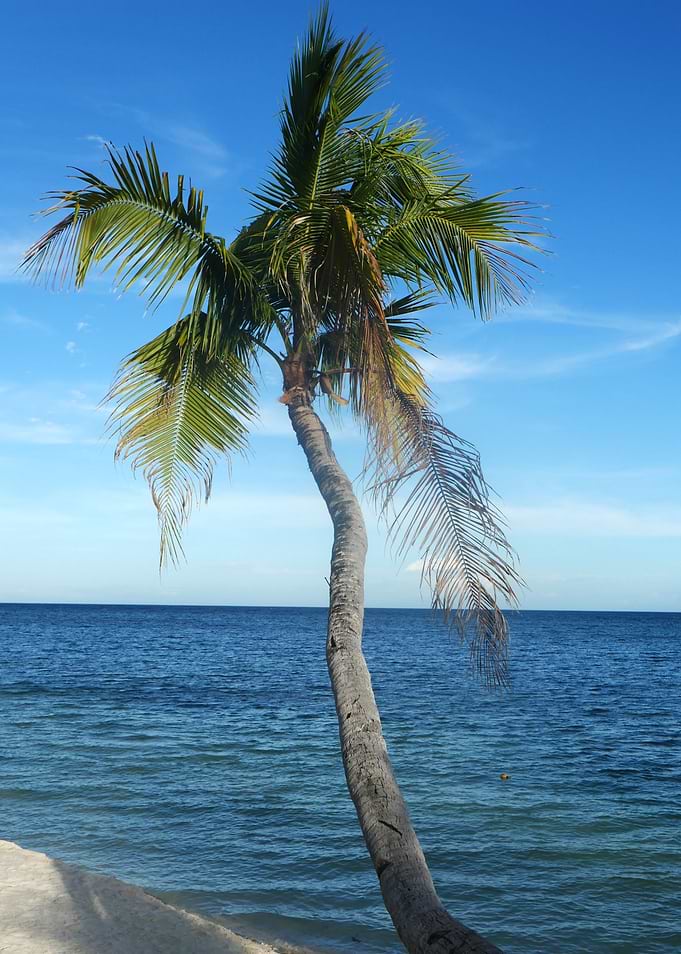 Palm Tree Bending Over the Ocean