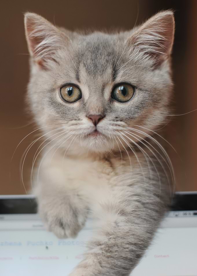 Cute Kitten Peeking Over a Monitor