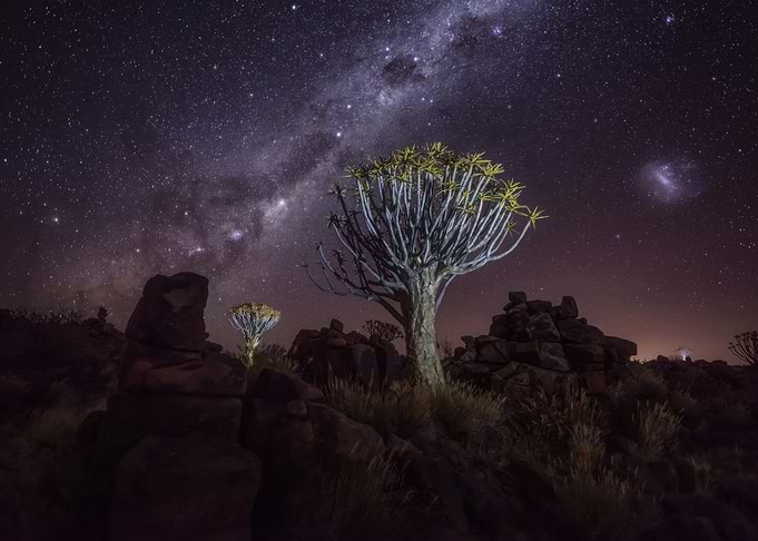 Quiver Tree Under the Milky Way