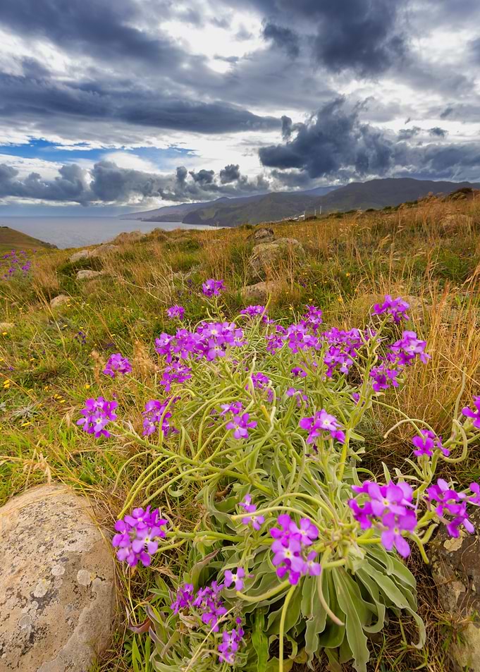 Purple wildflowers on a coastal hillside, Madeira