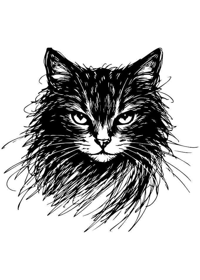 Cat Sketch