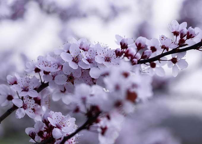 Delicate Pink Cherry Blossoms on a Branch