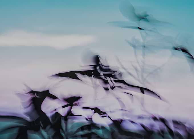 Abstract floral motion blur - Moving flowers at sunrise