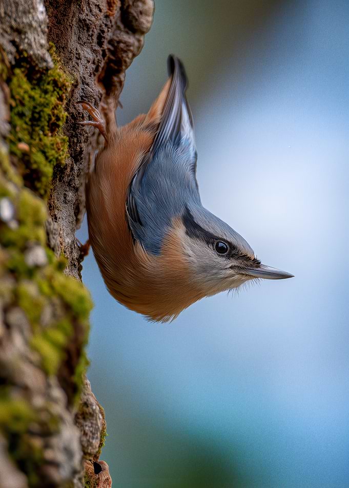 Nuthatch clinging to mossy tree bark