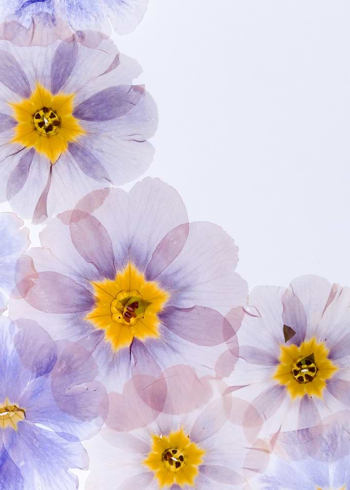 Delicate Purple and Yellow Flowers