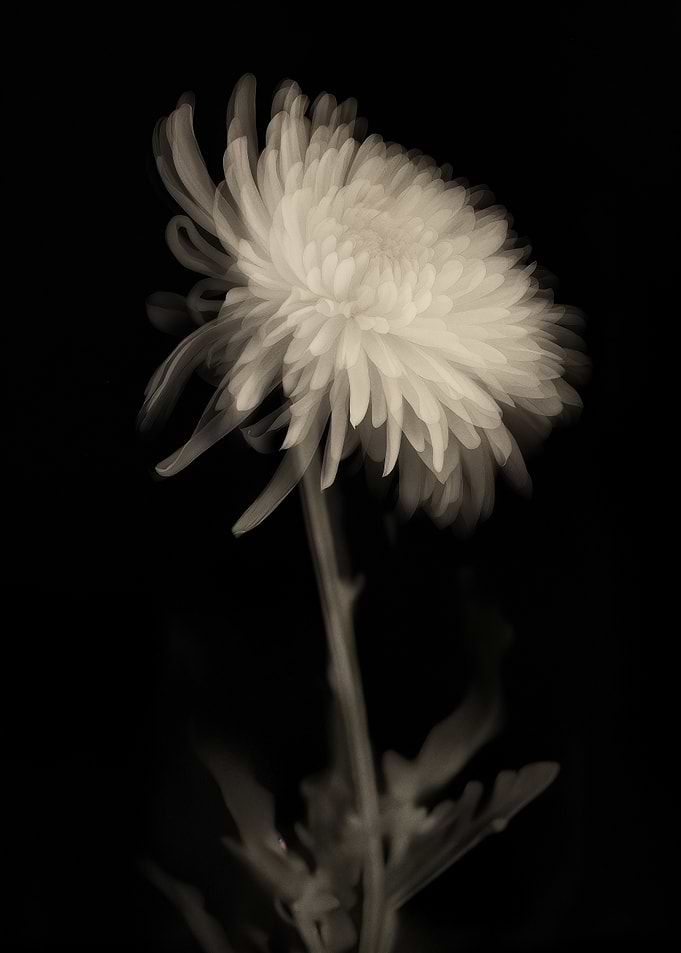Sepia Chrysanthemum Bloom