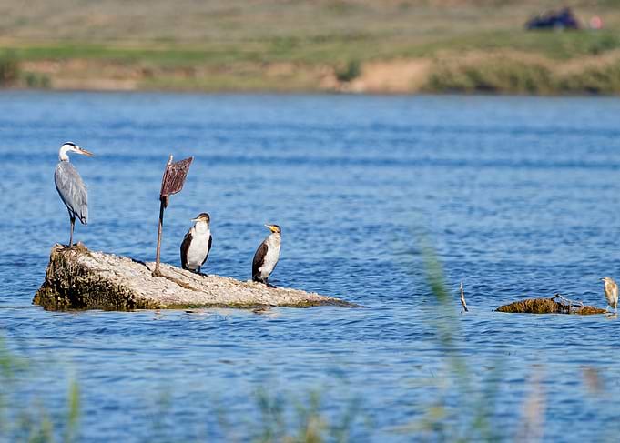 Grey Heron and two Cormorants on a rock in the water with a small yellow heron visible on the side.