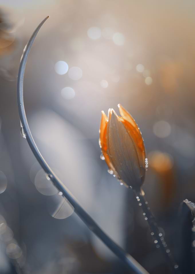 Dewdrops on a Tulip Bud