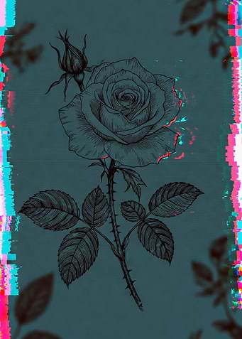 Rose Illustration