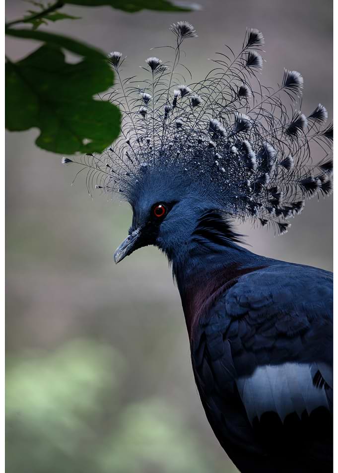 Victoria Crowned Pigeon Portrait