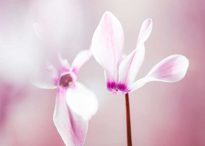 Delicate Pink and White Cyclamen Flowers
