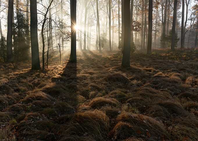 Sunlight through forest trees