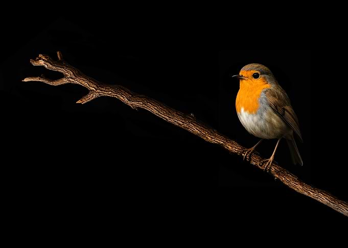 The European Robin